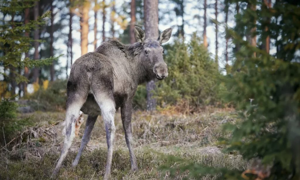 Moose © Arvi Tyni