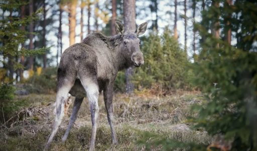 Moose © Arvi Tyni