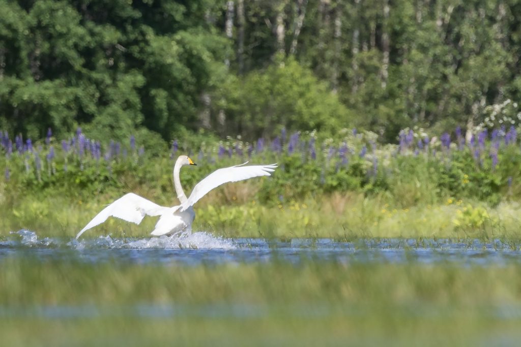 Whooper Swan photographed from a floating hide.