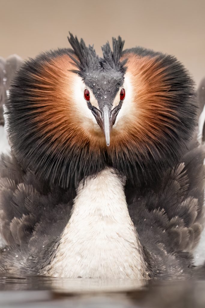 Great Crested Grebes ©Mia Surakka