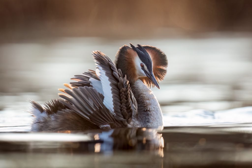 Great Crested Grebes ©Mia Surakka