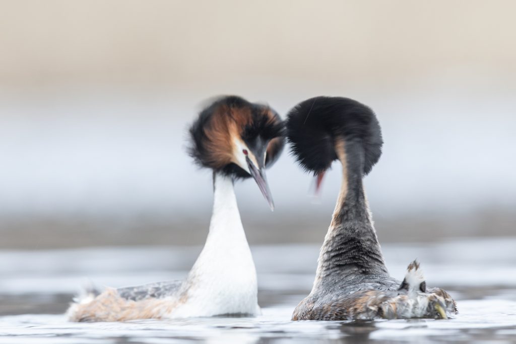 Great Crested Grebes ©Mia Surakka