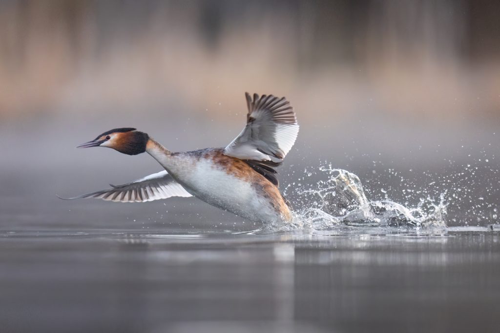 Great Crested Grebes ©Mia Surakka