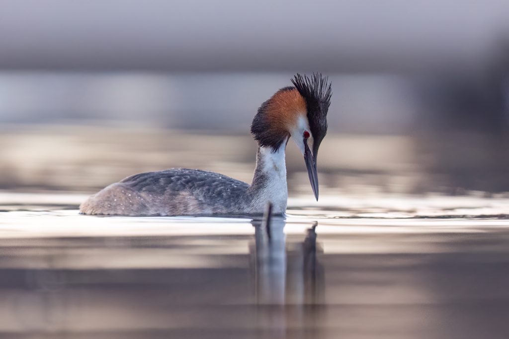 Great Crested Grebes ©Mia Surakka
