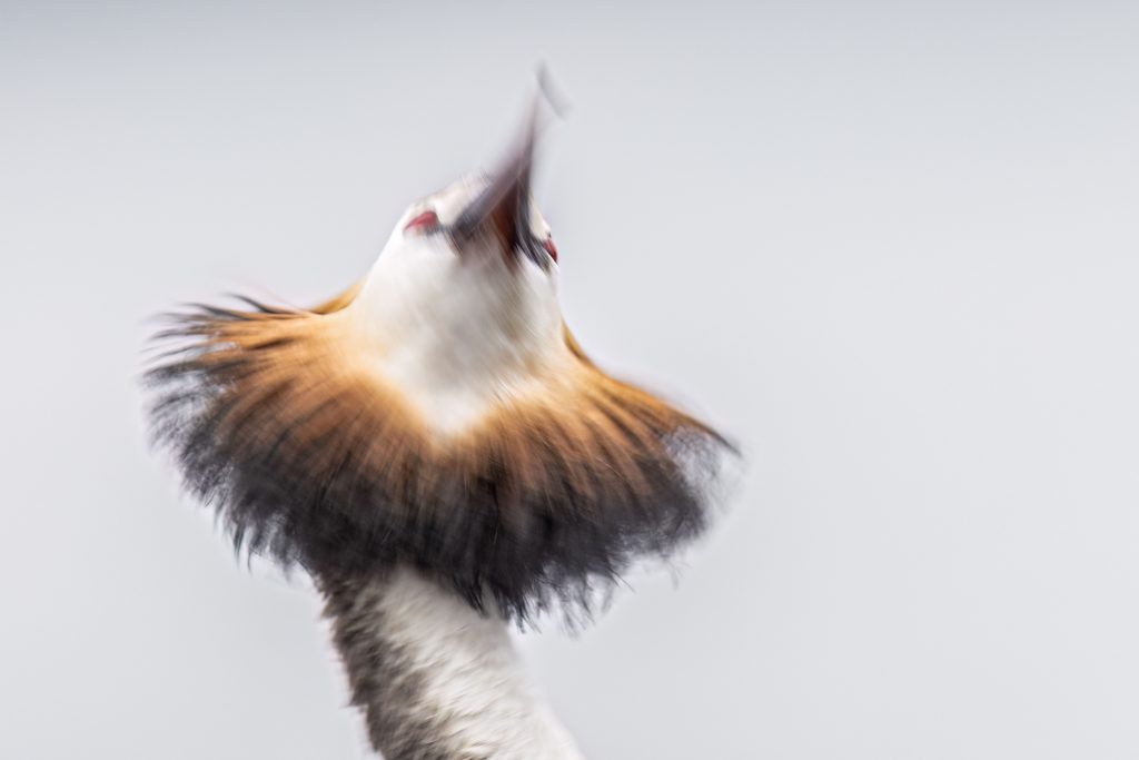 Great Crested Grebes ©Mia Surakka
