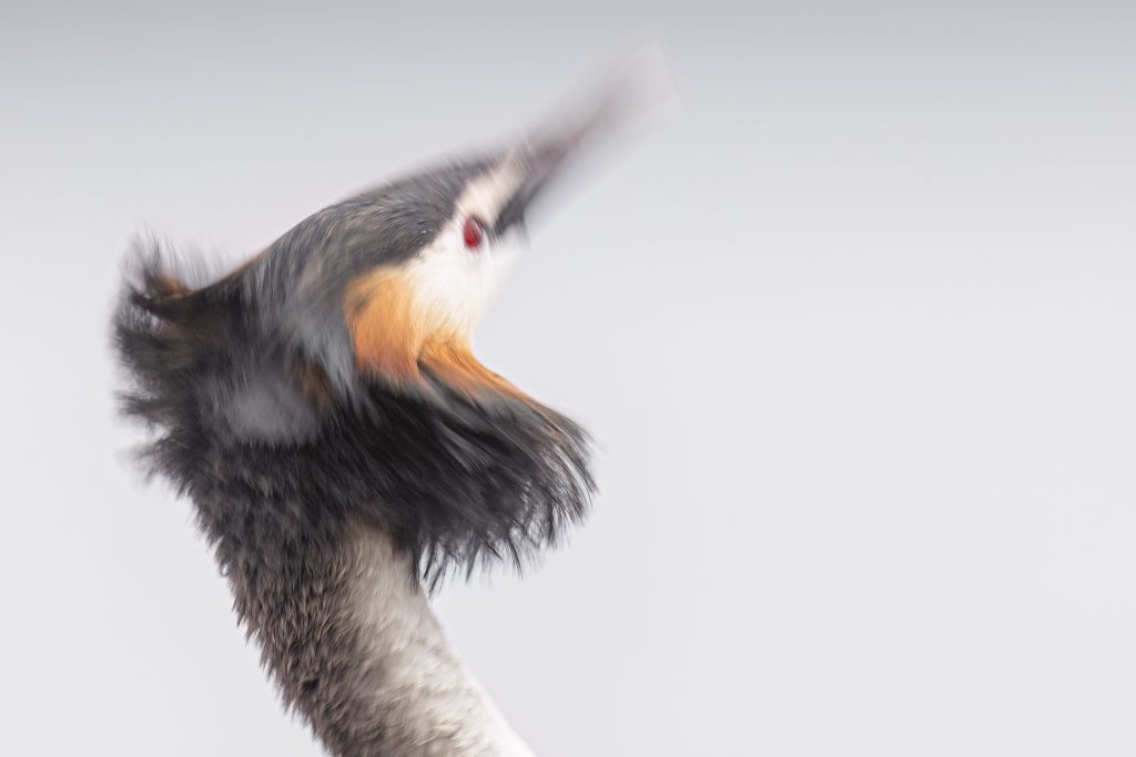 Great Crested Grebes ©Mia Surakka