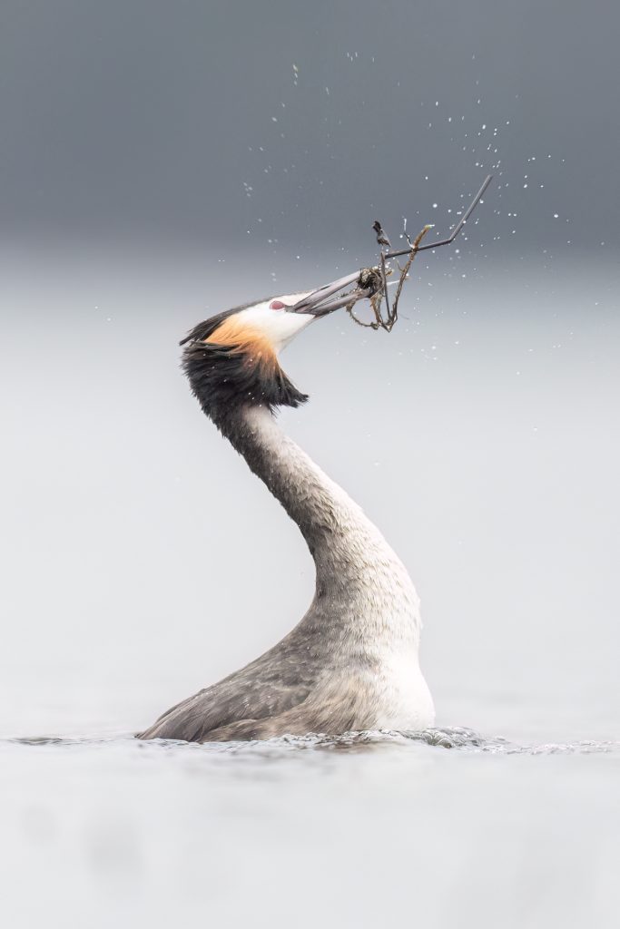Great Crested Grebes ©Mia Surakka