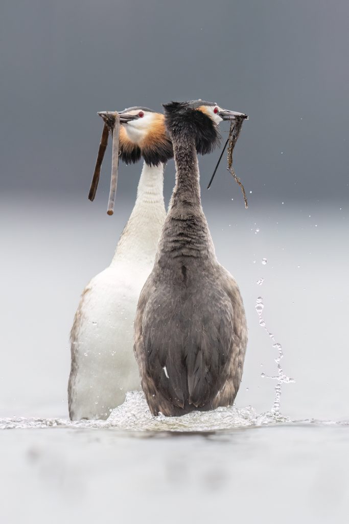 Great Crested Grebes ©Mia Surakka