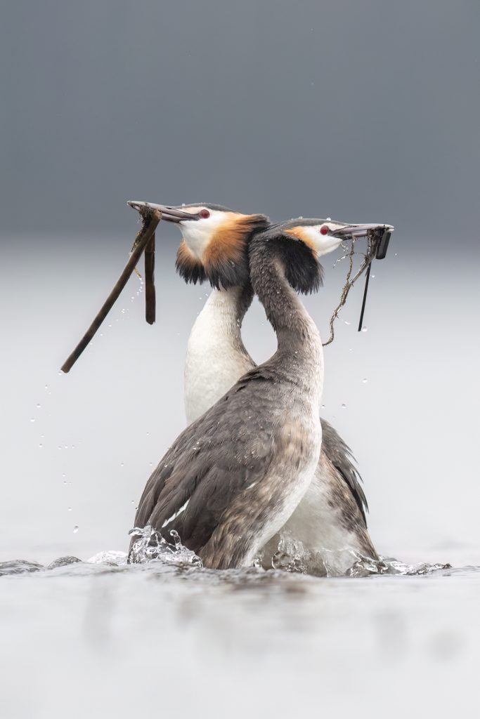 Great Crested Grebes ©Mia Surakka