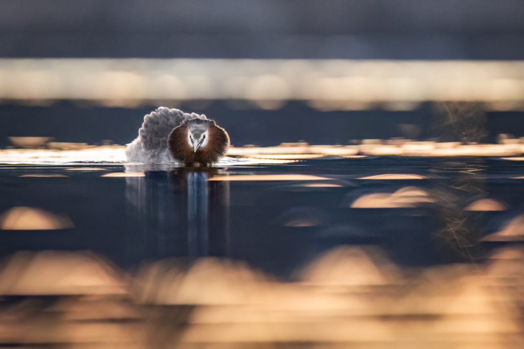Great Crested Grebes ©Mia Surakka