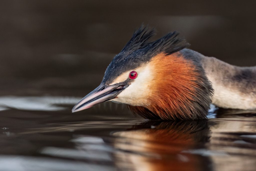 Great Crested Grebes ©Mia Surakka