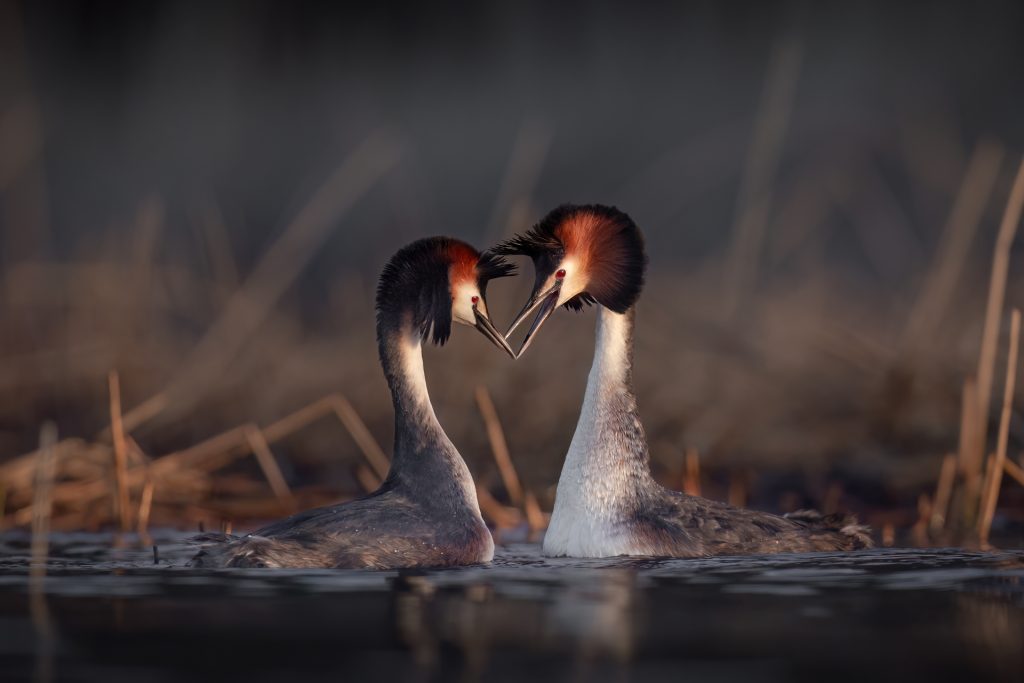 Great Crested Grebes ©Mia Surakka