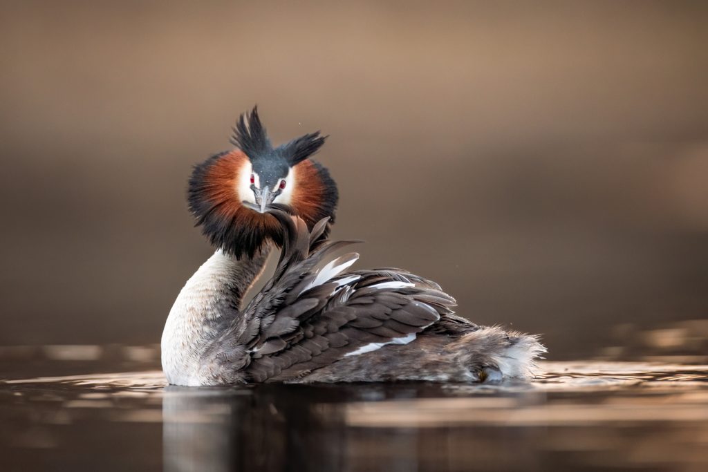 Great Crested Grebes ©Mia Surakka