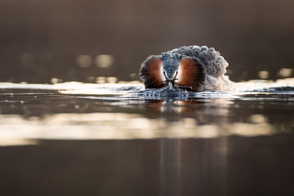 Great Crested Grebes ©Mia Surakka