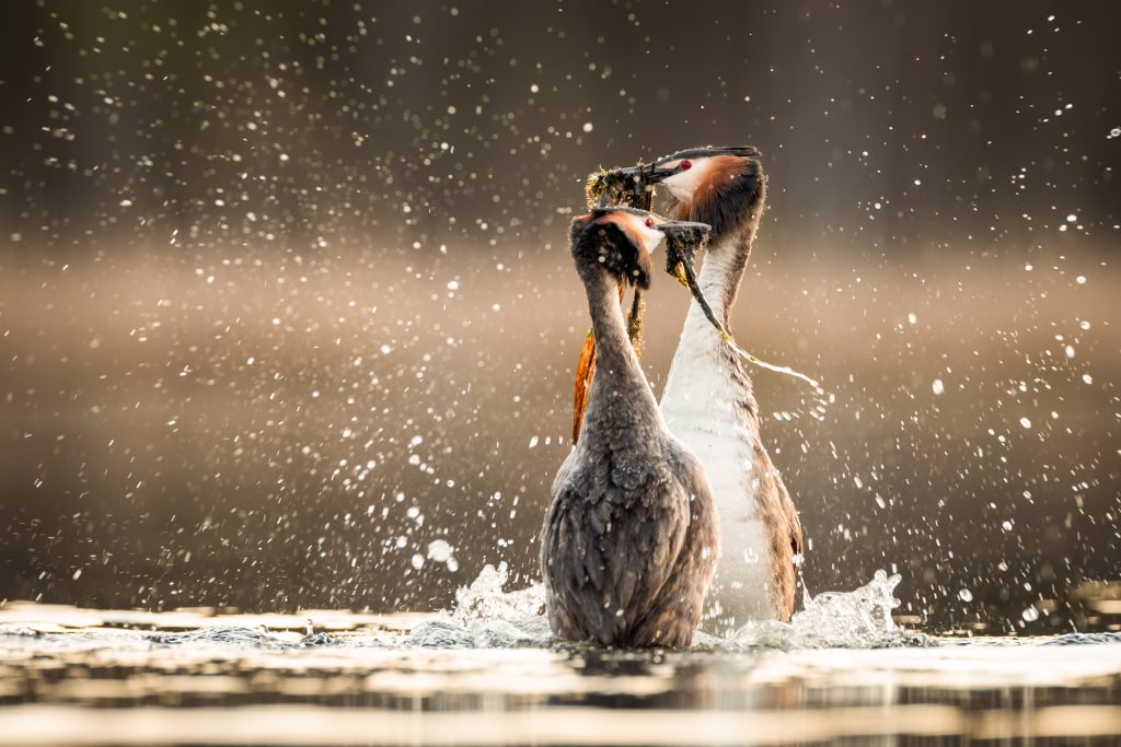 Great Crested Grebes ©Mia Surakka