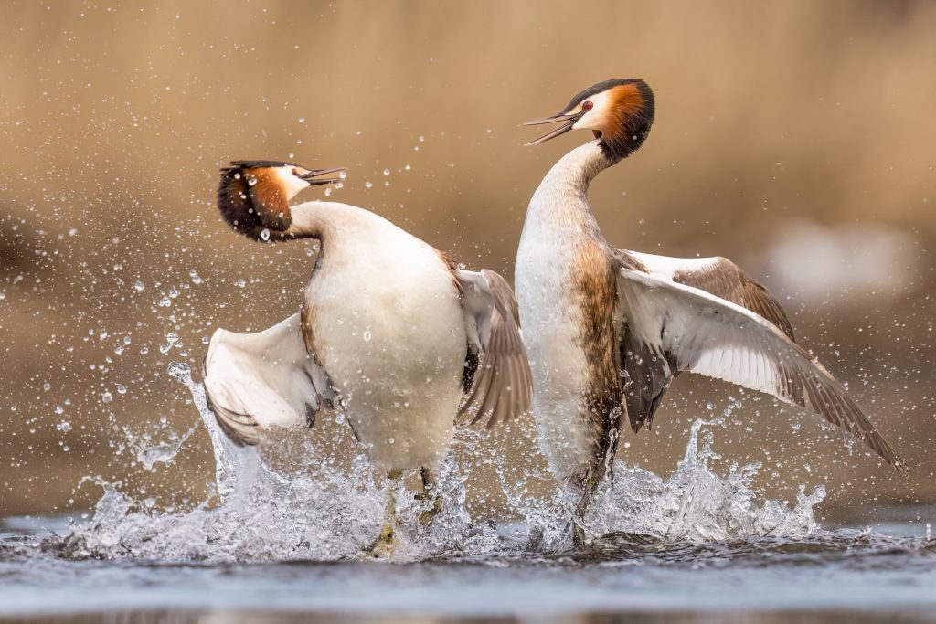 Great Crested Grebes ©Mia Surakka