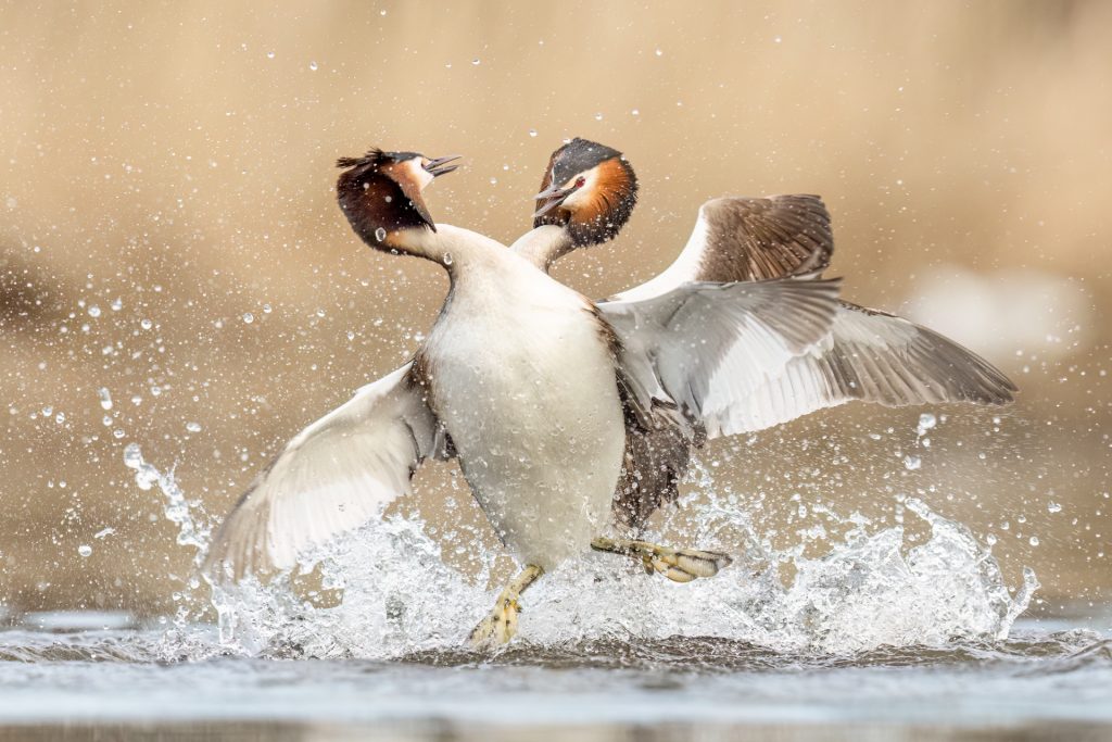 Great Crested Grebes ©Mia Surakka