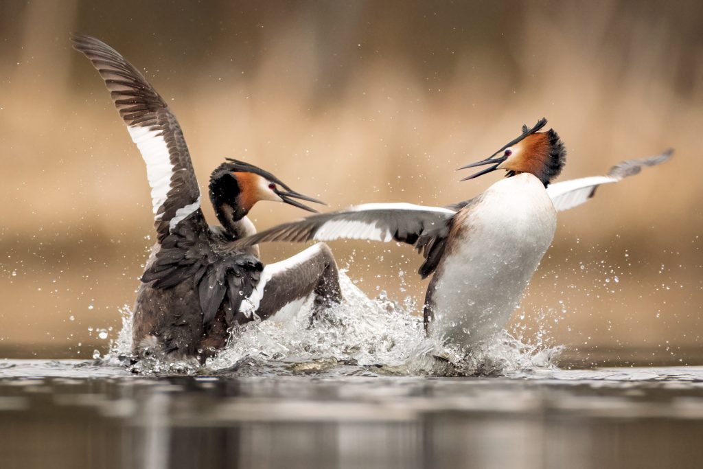 Great Crested Grebes ©Mia Surakka