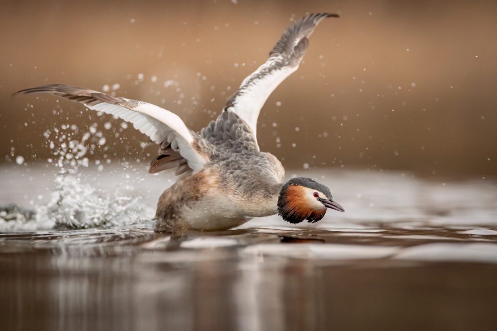 Great Crested Grebes ©Mia Surakka