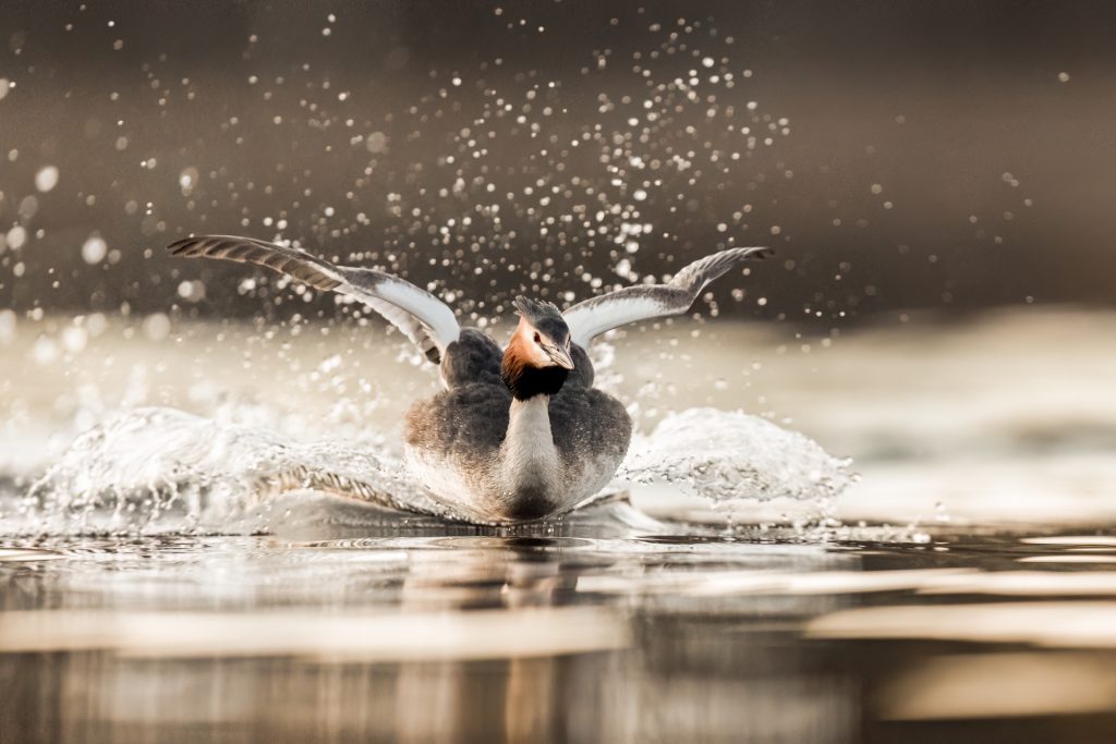 Great Crested Grebes ©Mia Surakka