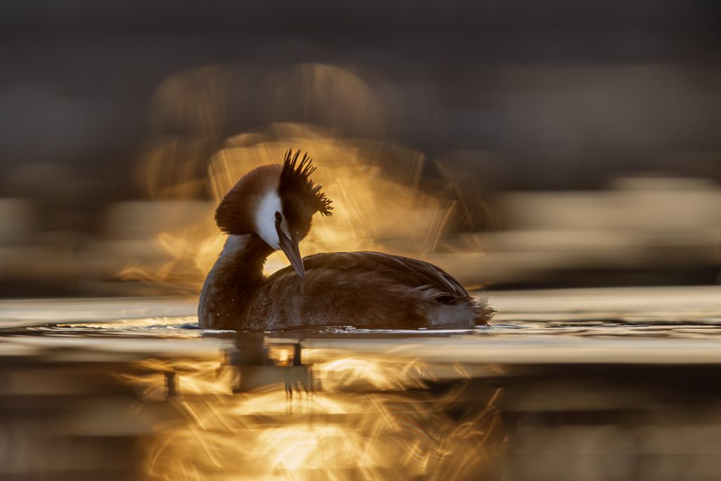 Great Crested Grebes ©Mia Surakka