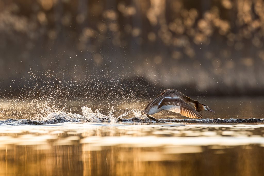 Great Crested Grebes ©Mia Surakka