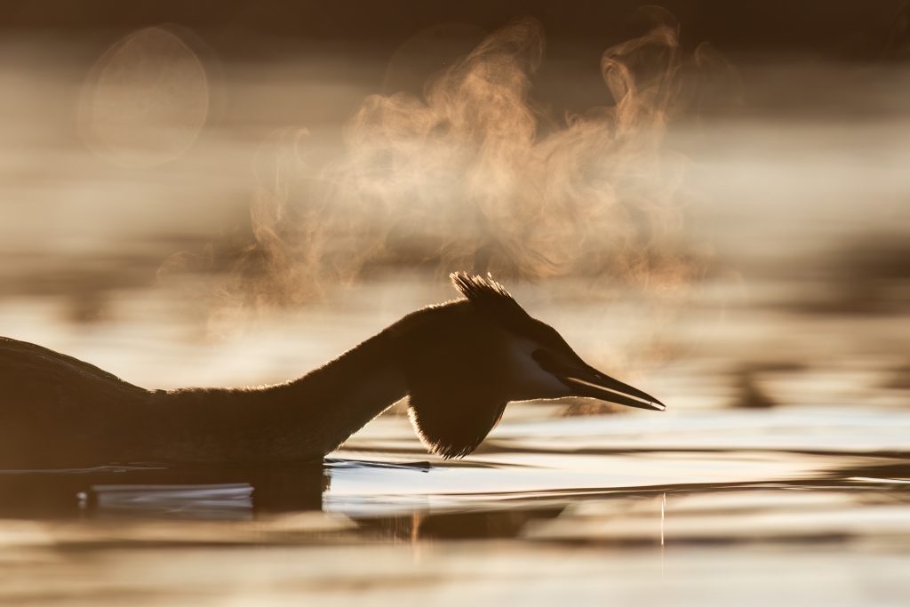 Great Crested Grebes ©Mia Surakka