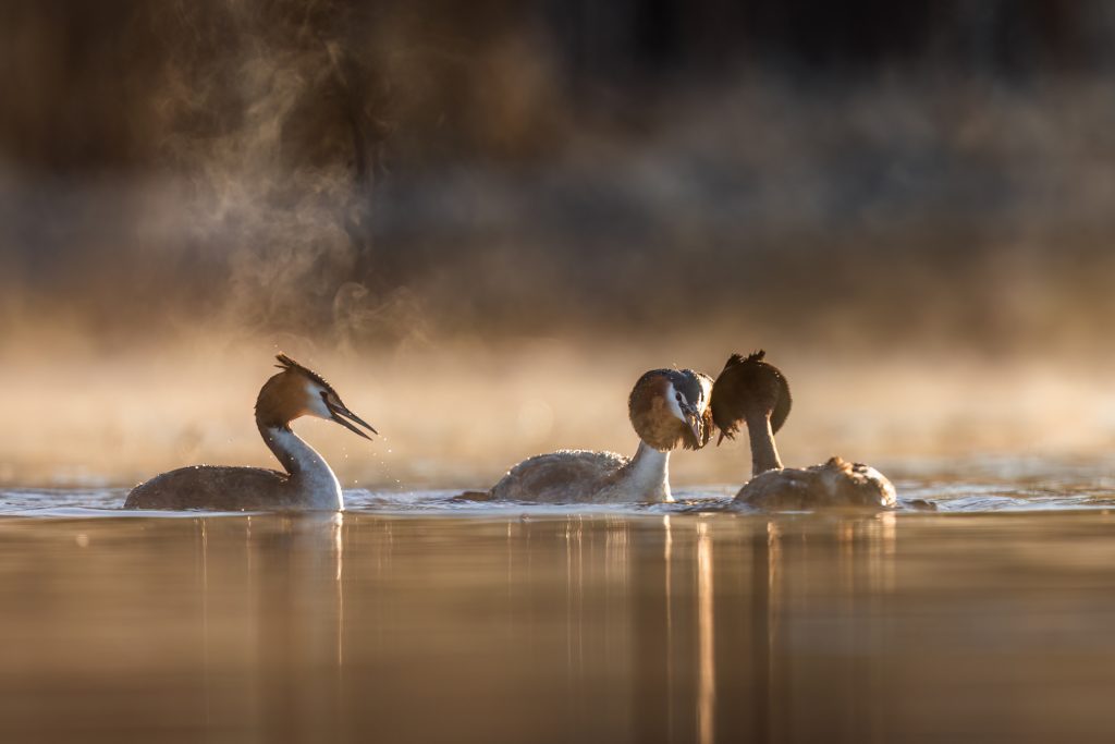 Great Crested Grebes ©Mia Surakka
