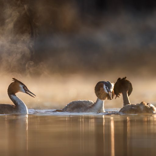 Mia Surakka’s “Dance” Great crested grebe collection
