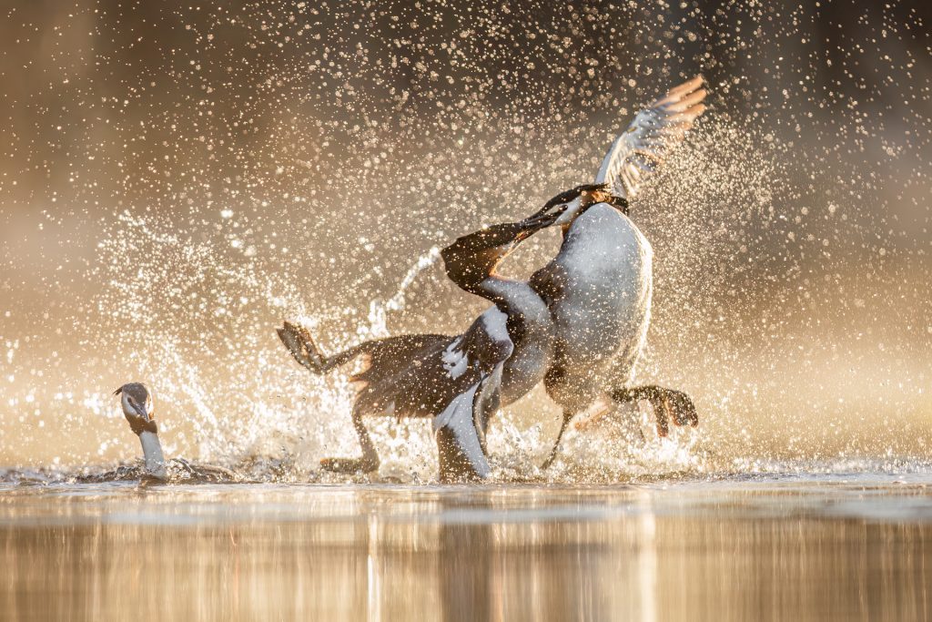 Great Crested Grebes ©Mia Surakka