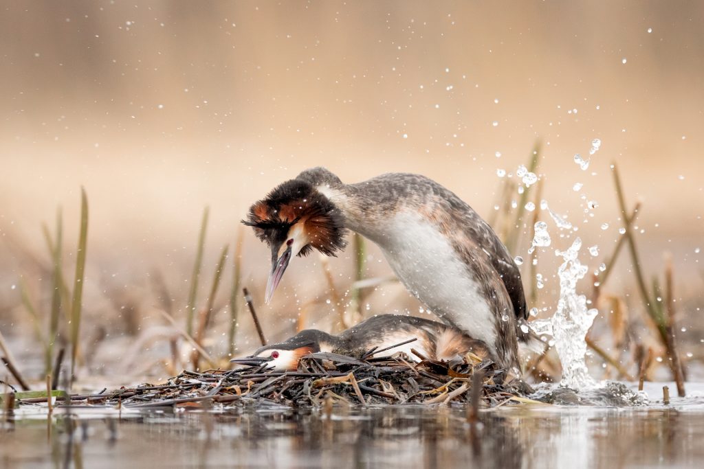 Great Crested Grebes ©Mia Surakka