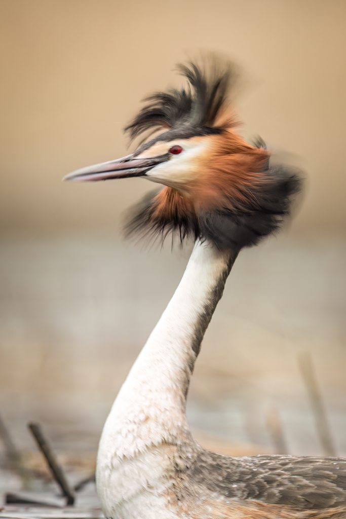 Great Crested Grebes ©Mia Surakka
