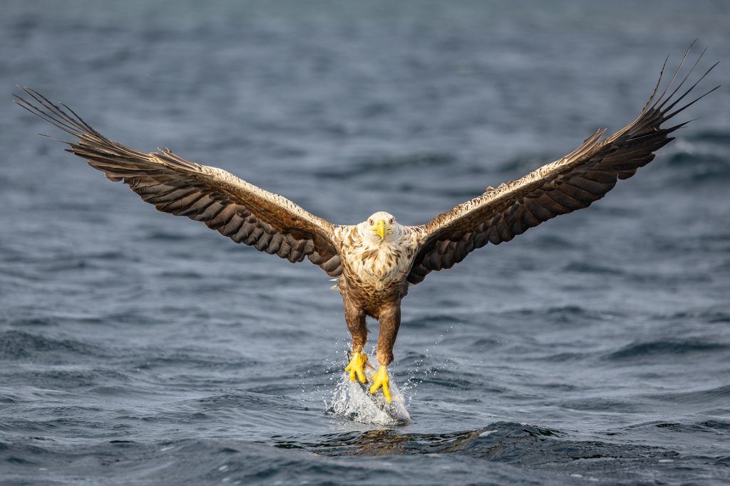White tailed eagle. Flatanger