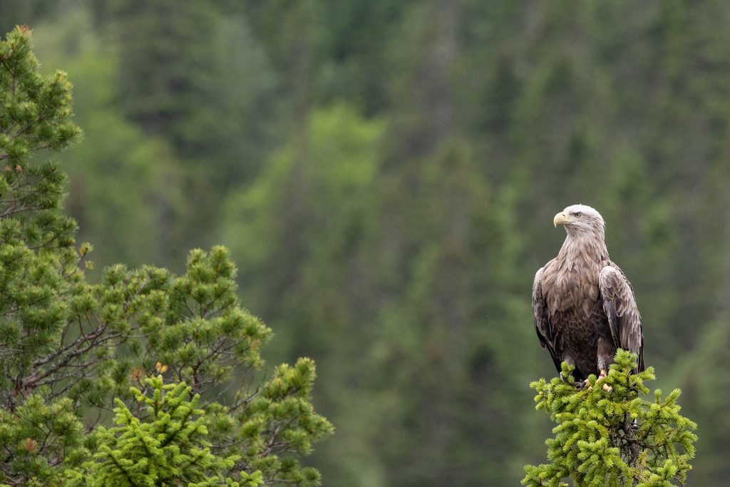 White tailed eagle Miguel, Flatanger