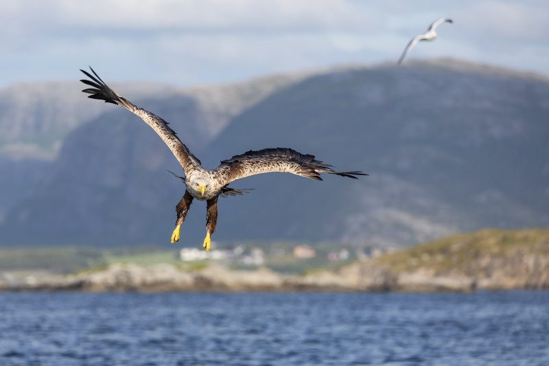 White-tailed eagle © Terhi Paavola