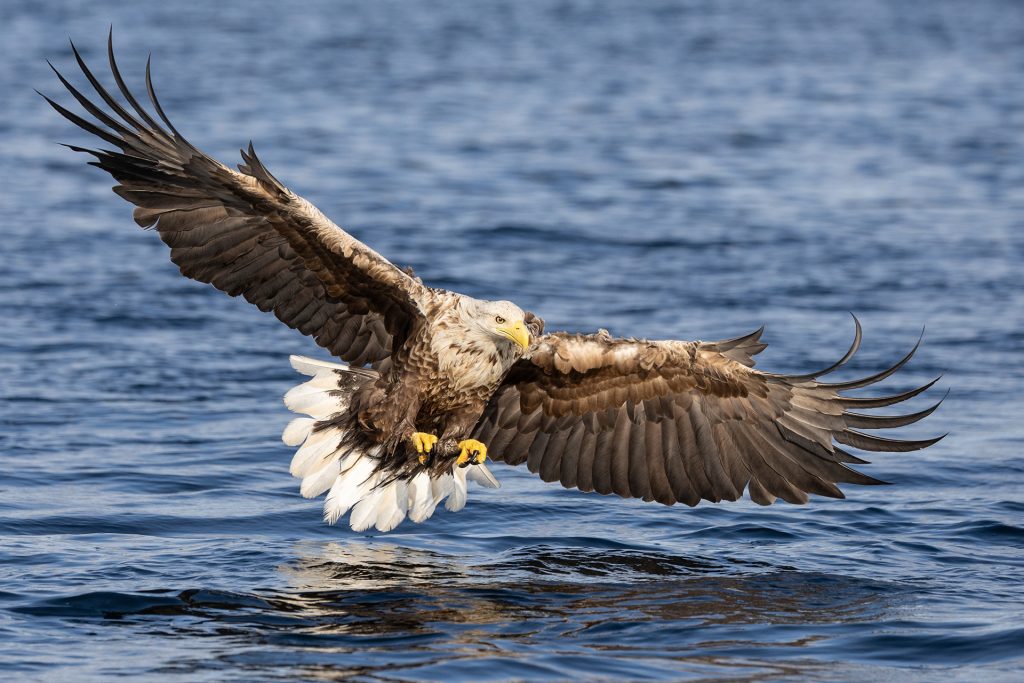 White-tailed eagle © Terhi Paavola