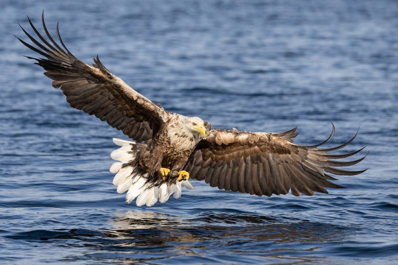 White-tailed eagle © Terhi Paavola