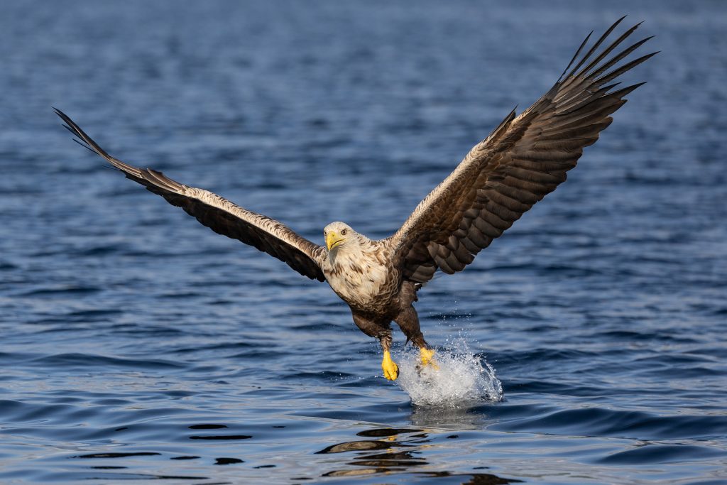 White-tailed eagle © Terhi Paavola