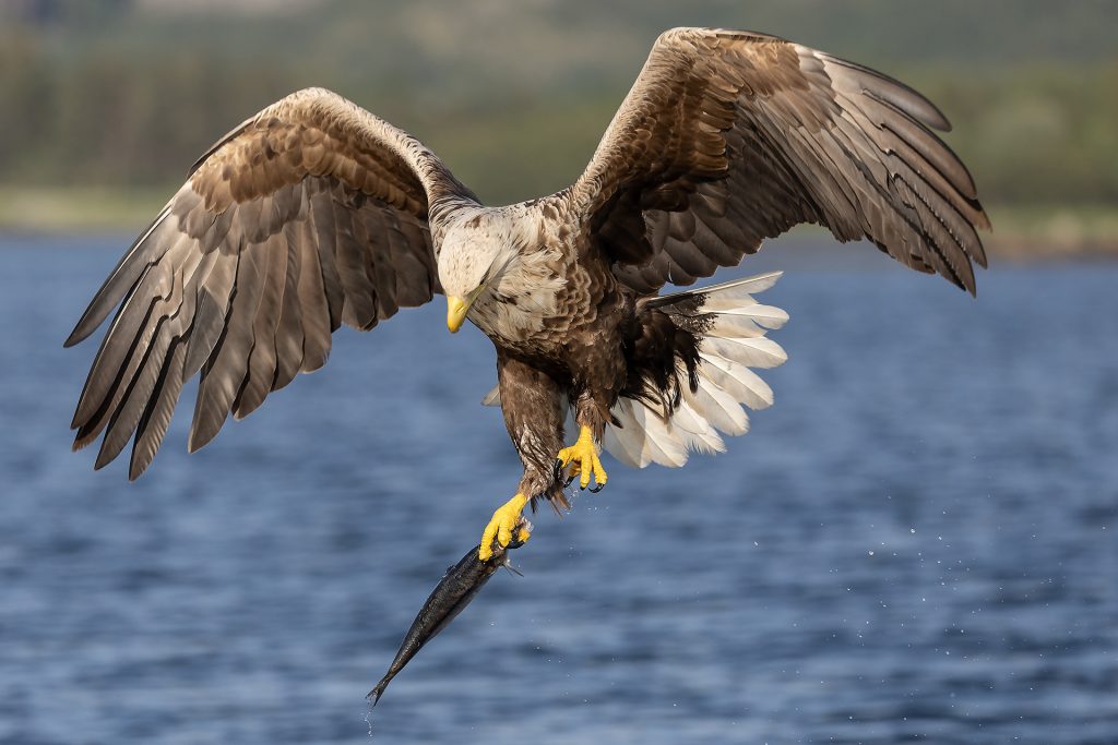 White-tailed eagle © Terhi Paavola