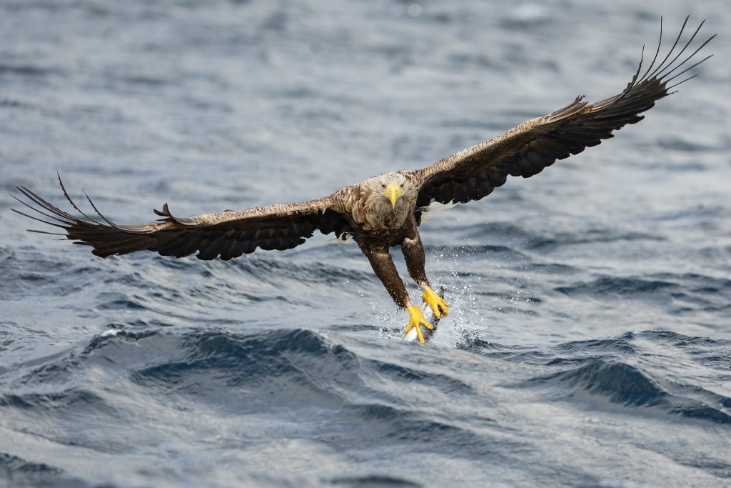 White-tailed eagle © Terhi Paavola