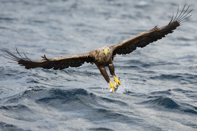 White-tailed eagle © Terhi Paavola