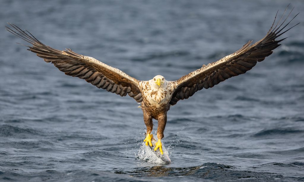 White-tailed eagle © Terhi Paavola