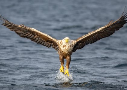 Terhi Paavola’s Flatanger eagles collection