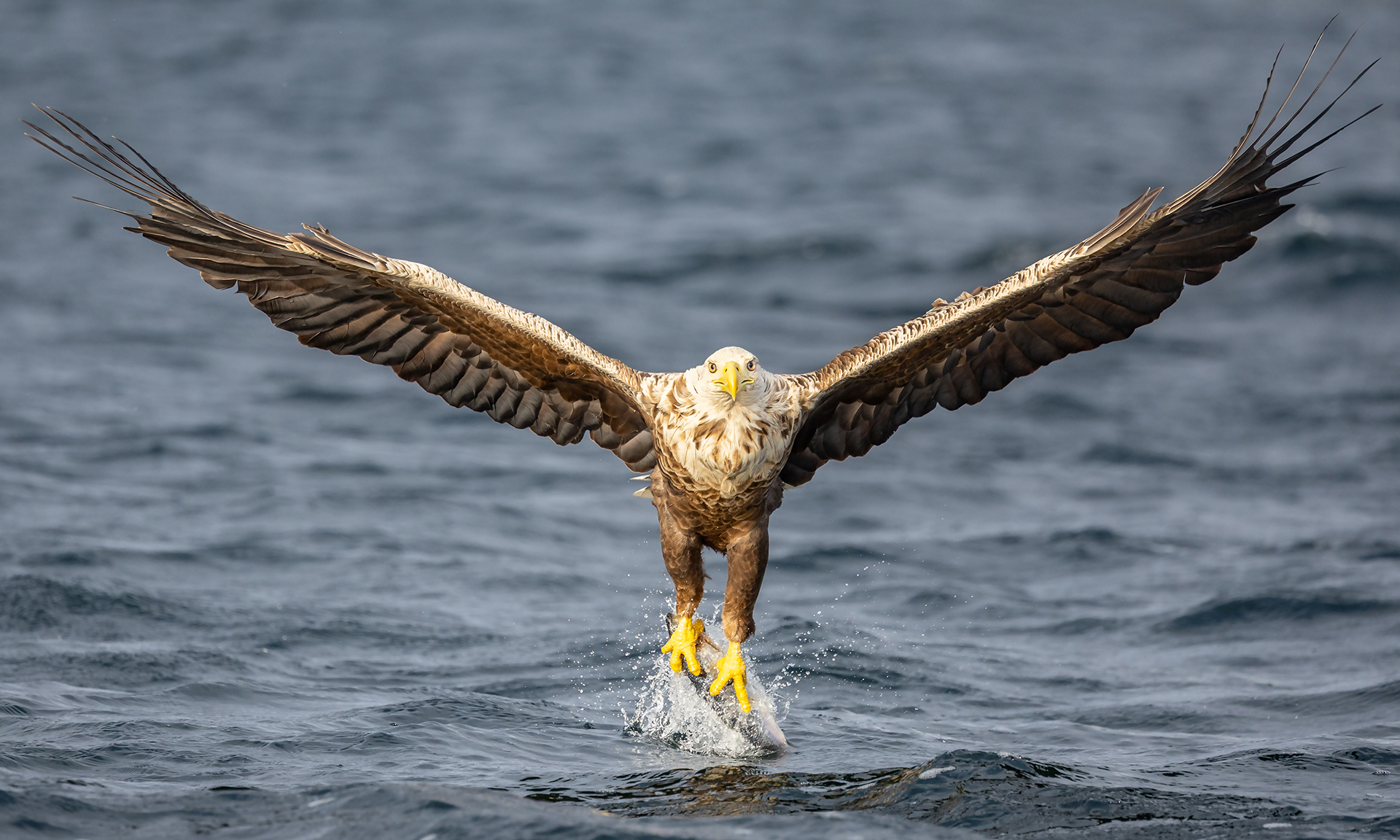 Terhi Paavola’s Flatanger eagles collection