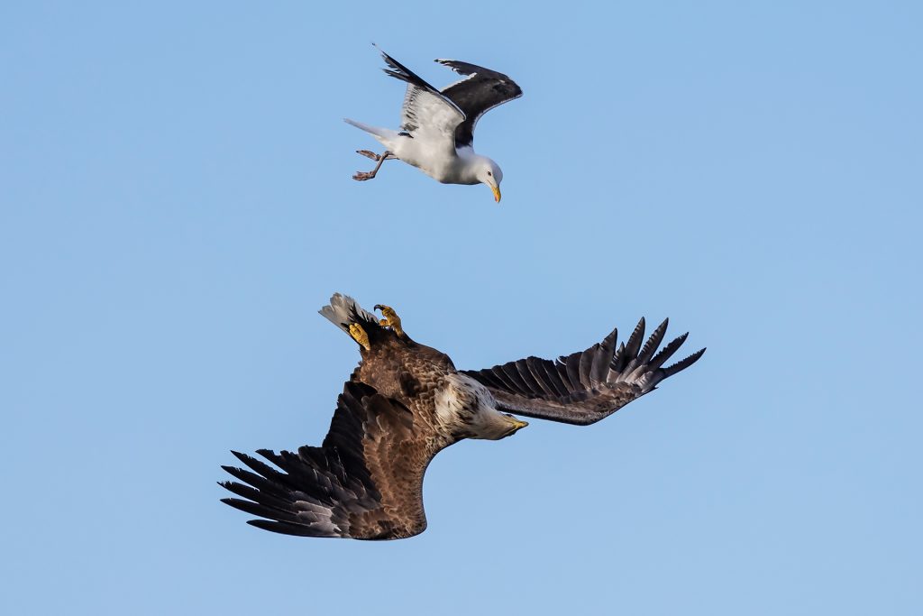 White-tailed eagle & gull © Terhi Paavola
