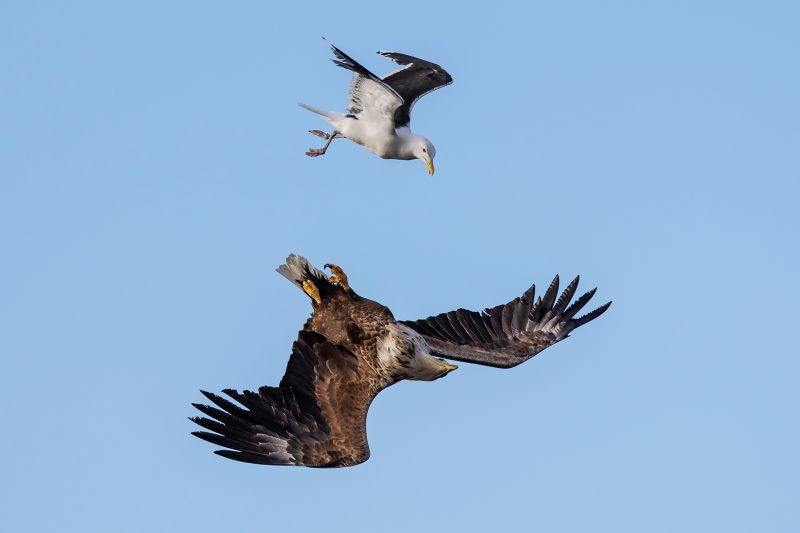White-tailed eagle & gull © Terhi Paavola