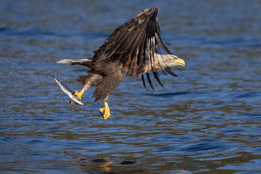 White-tailed eagle © Terhi Paavola