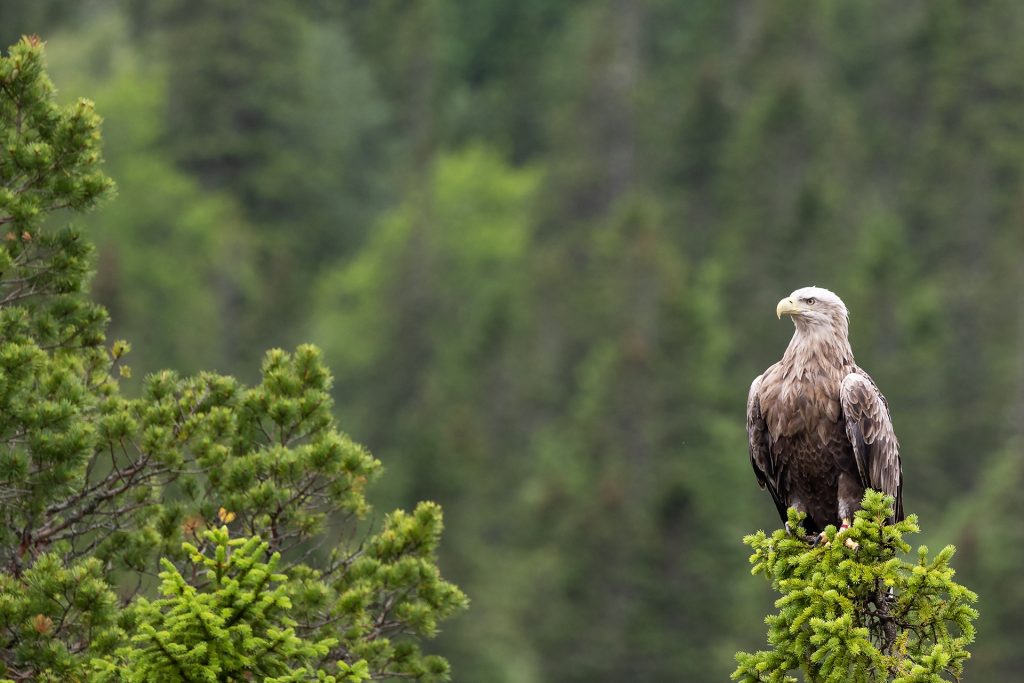 White-tailed eagle © Terhi Paavola