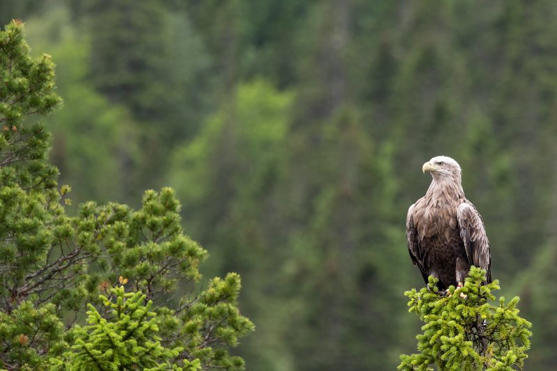 White-tailed eagle © Terhi Paavola