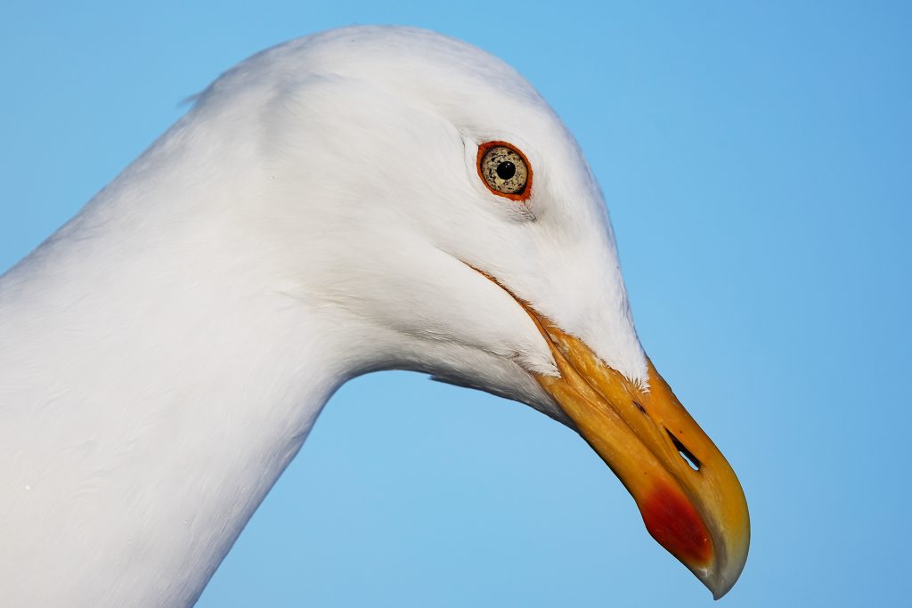 Gull © Terhi Paavola